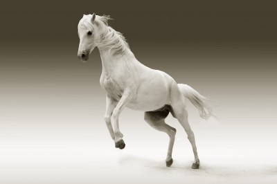 Obraz biały koń